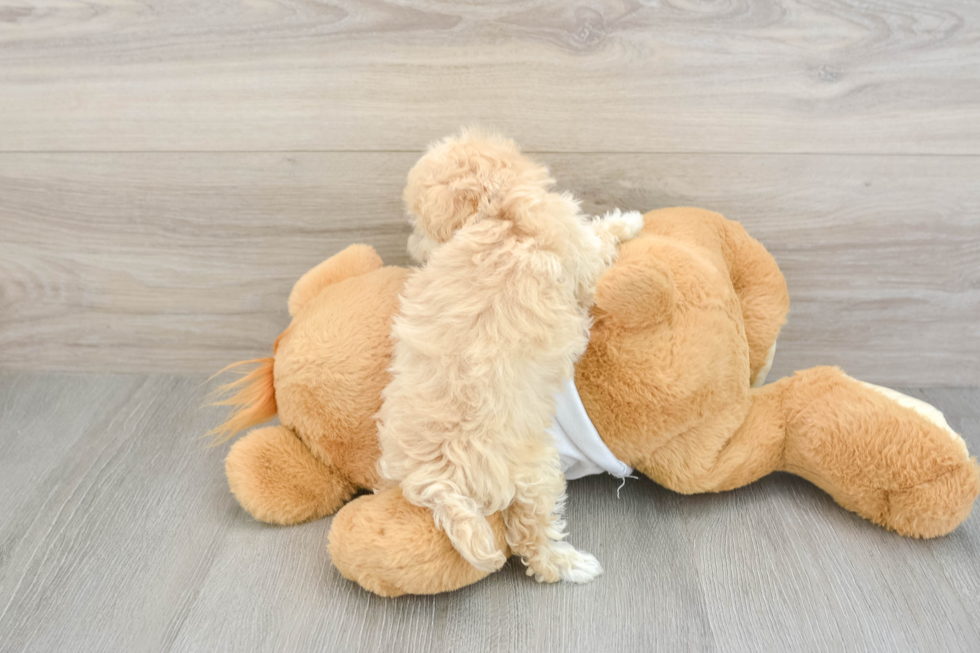 Best Maltipoo Baby
