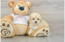 Maltipoo Pup Being Cute