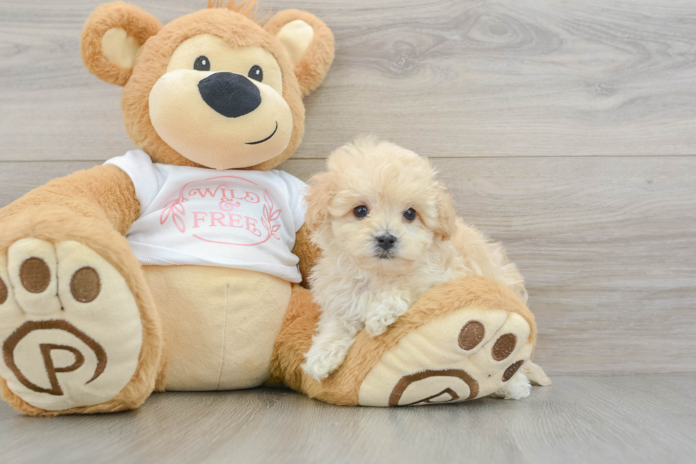 Maltipoo Pup Being Cute
