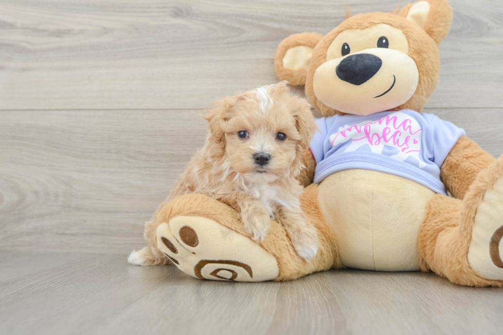 Adorable Maltepoo Poodle Mix Puppy
