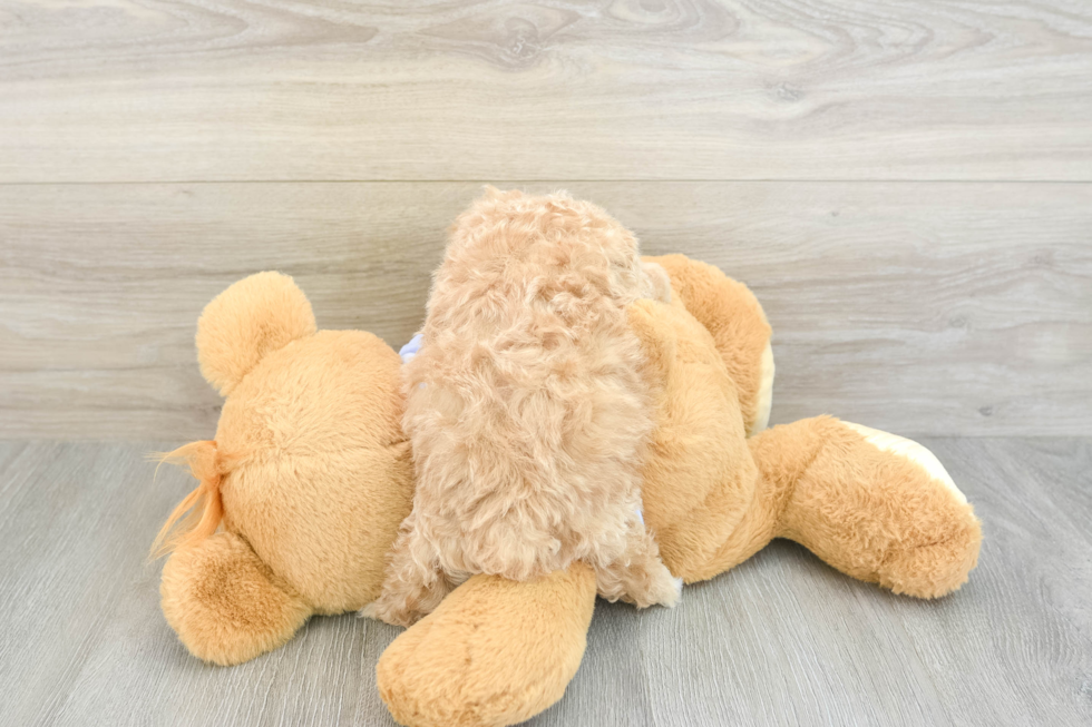 Maltipoo Puppy for Adoption