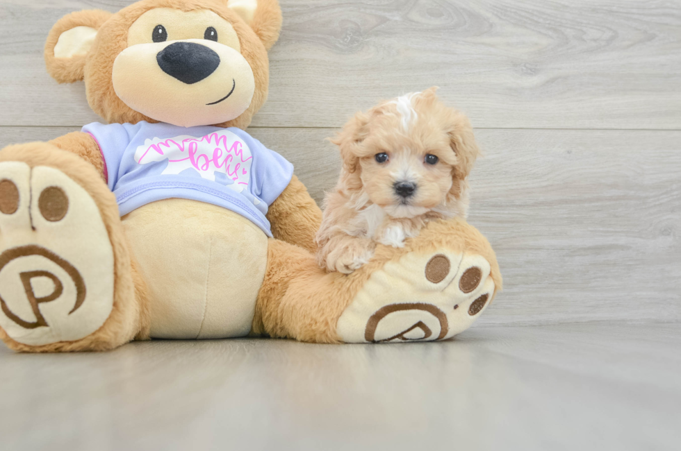 5 week old Maltipoo Puppy For Sale - Premier Pups