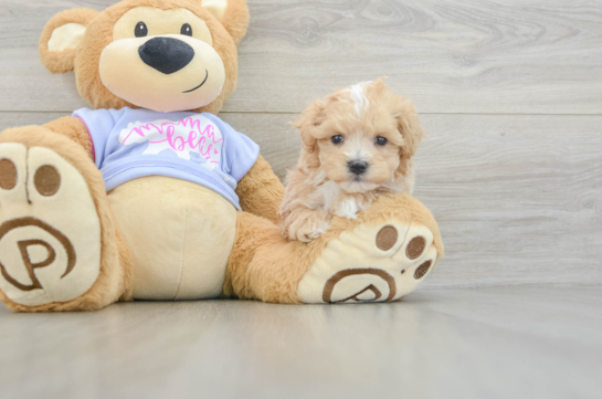 Maltipoo Pup Being Cute