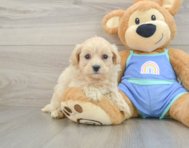 8 week old Maltipoo Puppy For Sale - Premier Pups