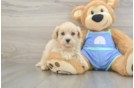 Adorable Multipoo Poodle Mix Puppy