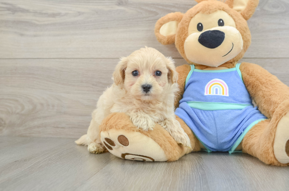 5 week old Maltipoo Puppy For Sale - Premier Pups
