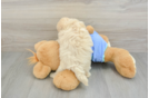 Best Maltipoo Baby