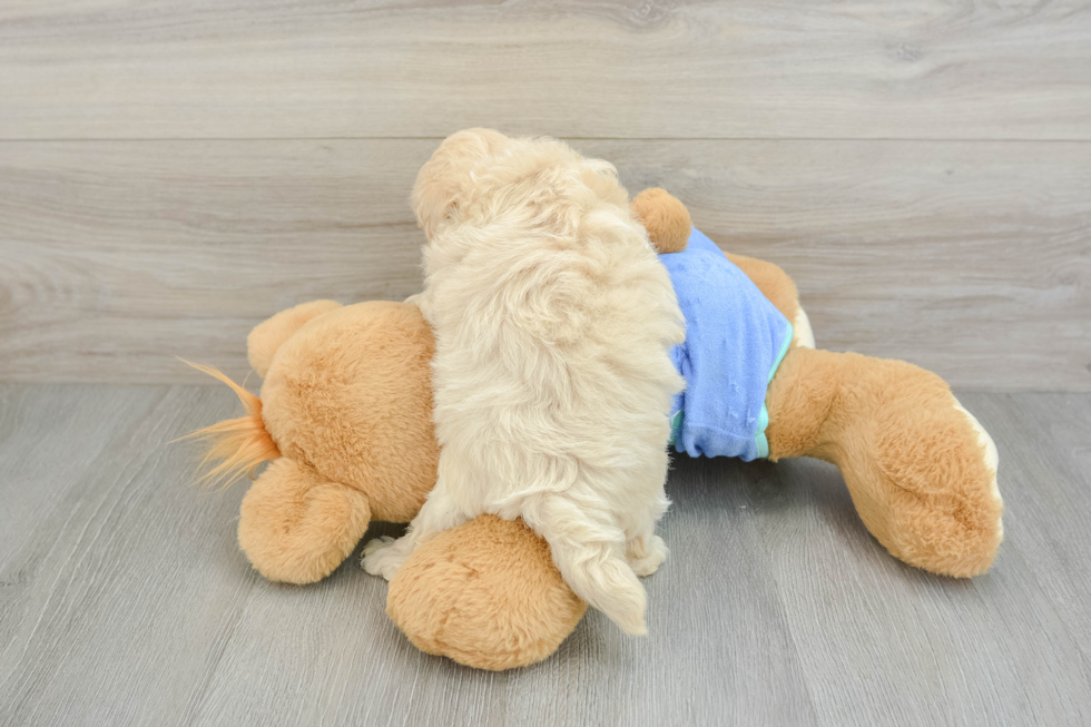 Best Maltipoo Baby