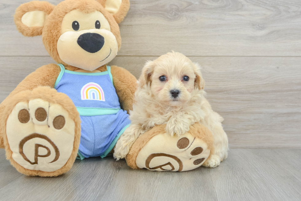 Happy Maltipoo Baby