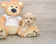 7 week old Maltipoo Puppy For Sale - Premier Pups