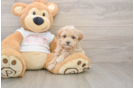 Petite Maltipoo Poodle Mix Pup