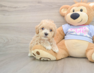 9 week old Maltipoo Puppy For Sale - Premier Pups
