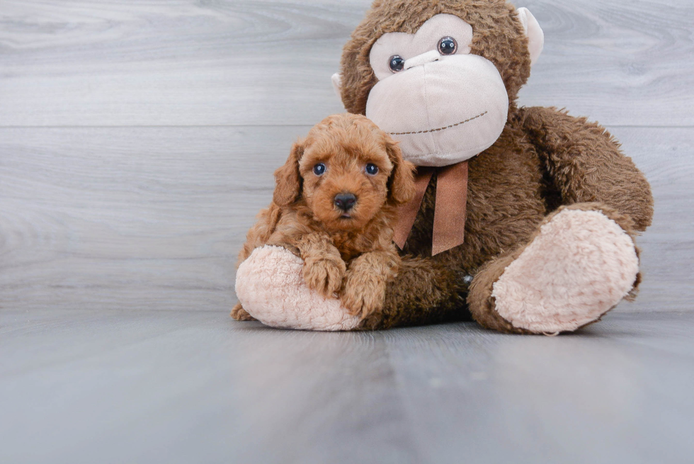 Best Poodle Baby