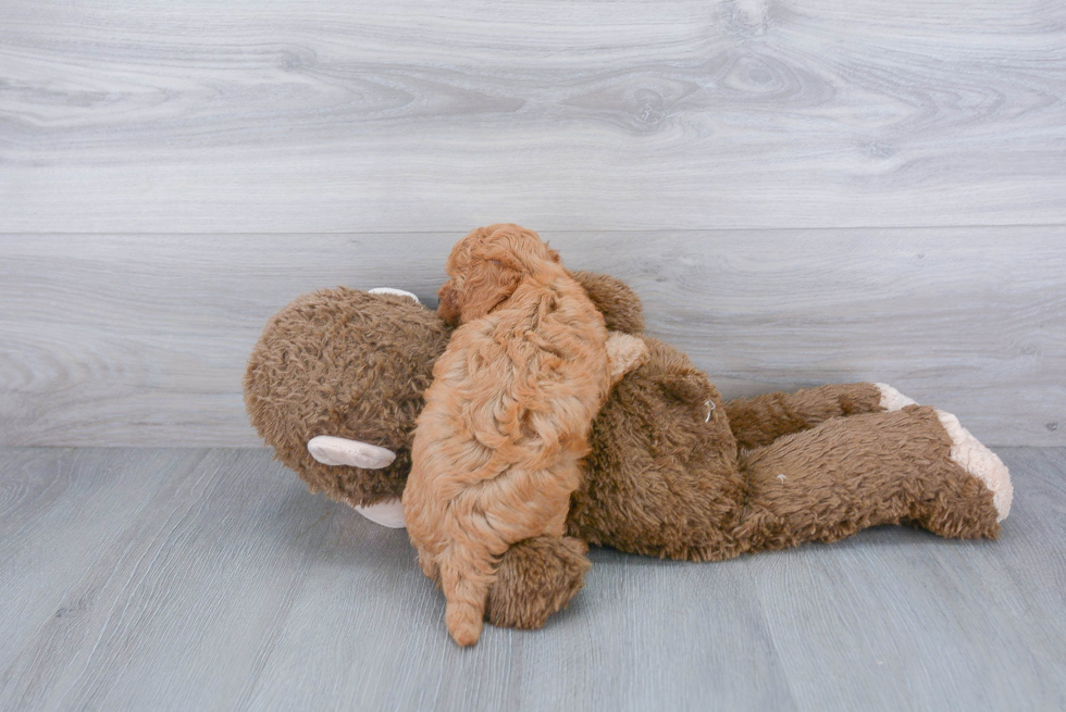 Friendly Poodle Purebred Pup