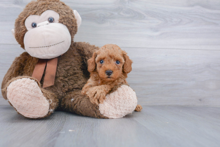 Friendly Poodle Baby