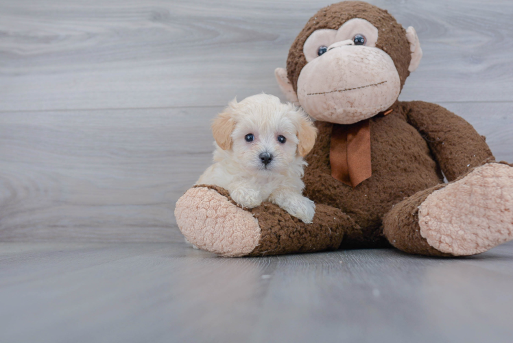 Maltipoo Pup Being Cute