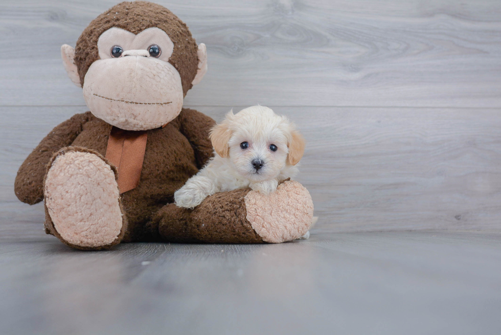 Adorable Maltepoo Poodle Mix Puppy