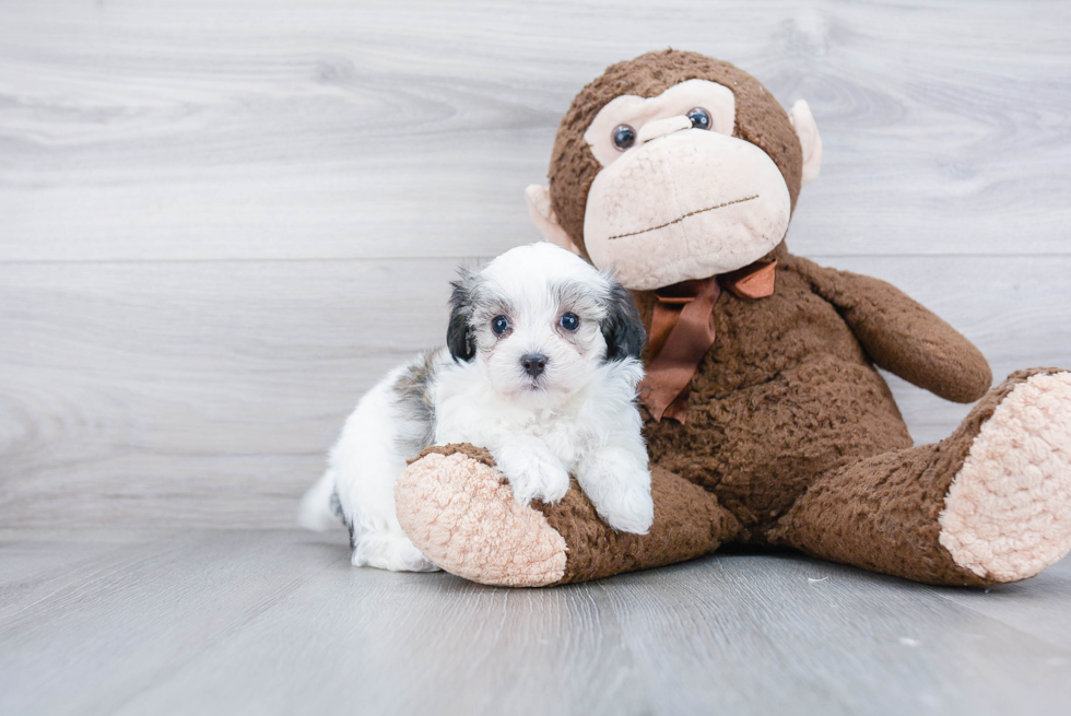 Best Maltipoo Baby