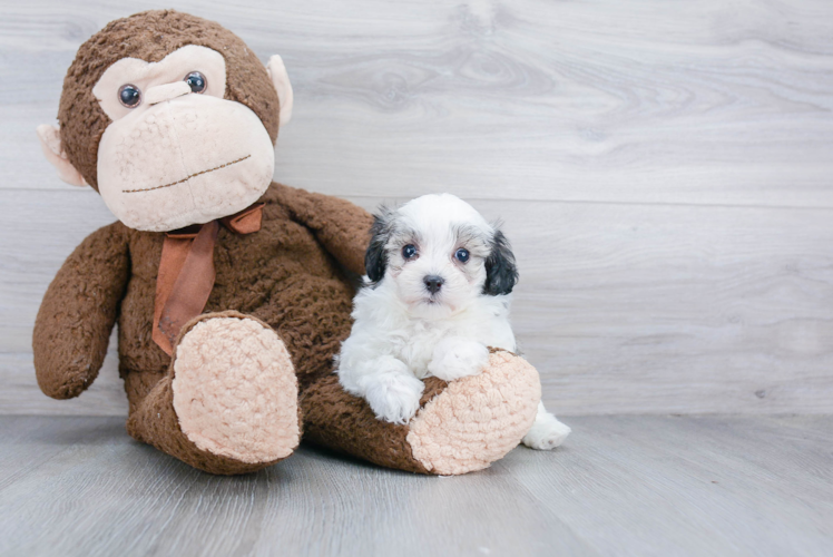 Maltipoo Pup Being Cute