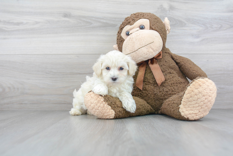 Popular Maltipoo Poodle Mix Pup