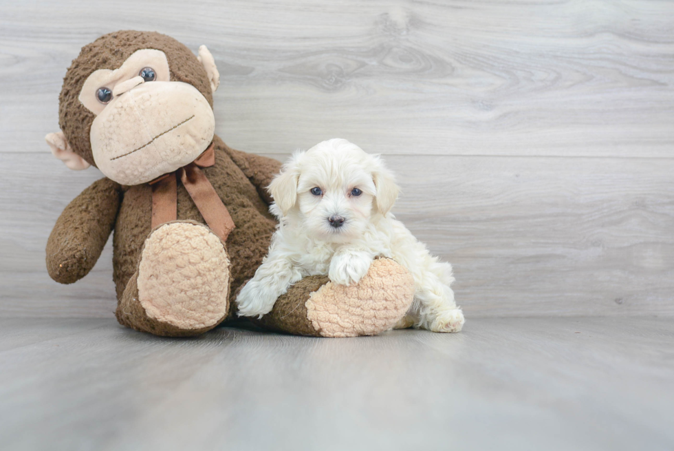 Best Maltipoo Baby