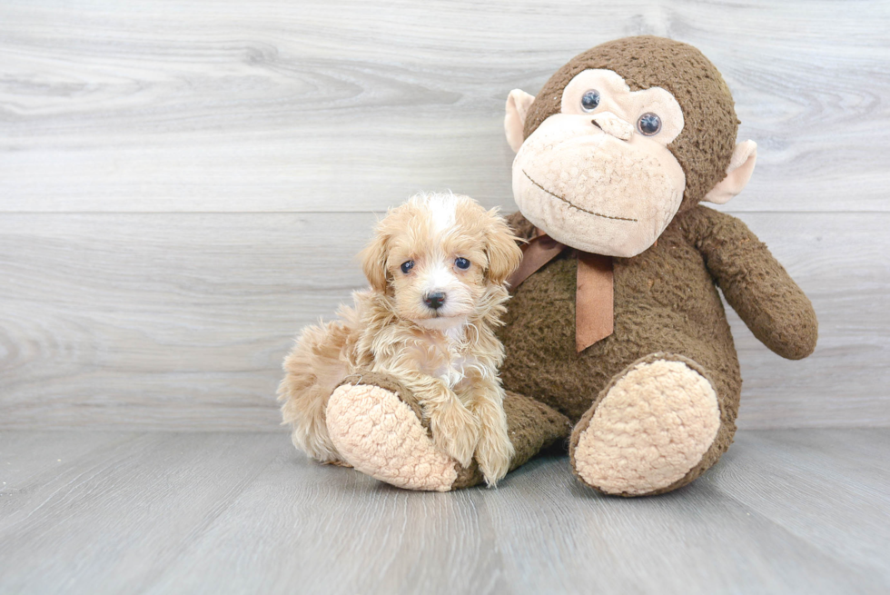 Maltipoo Pup Being Cute