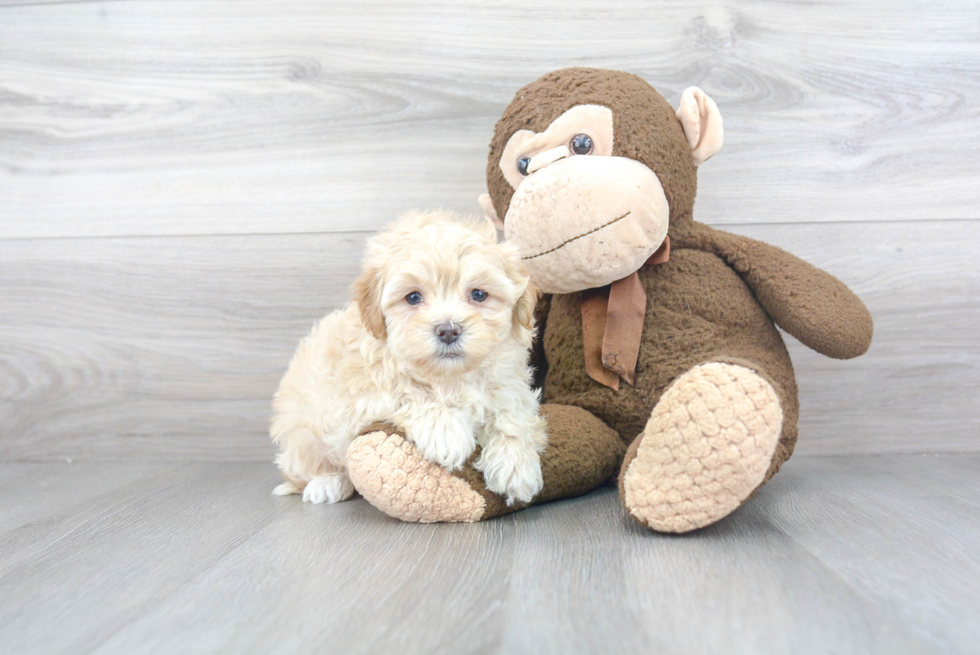 Best Maltipoo Baby