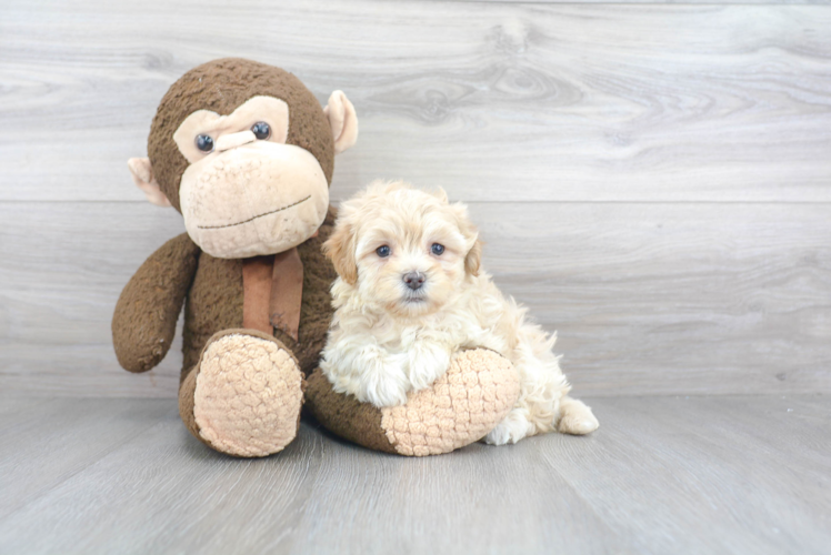 Maltipoo Pup Being Cute