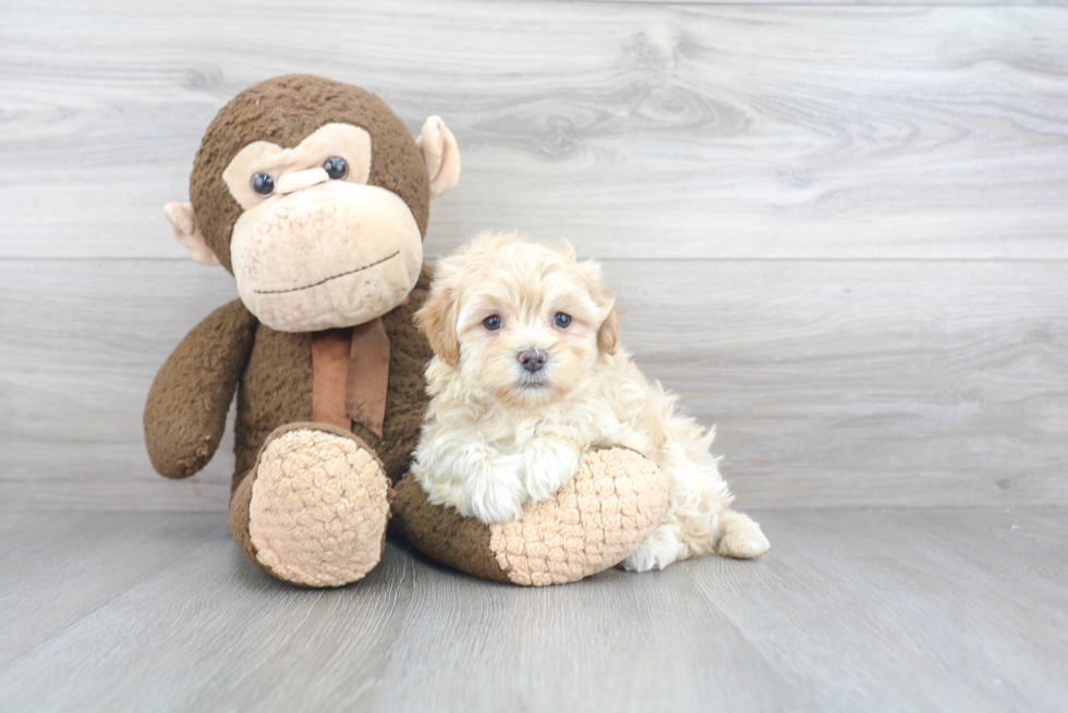 Maltipoo Pup Being Cute