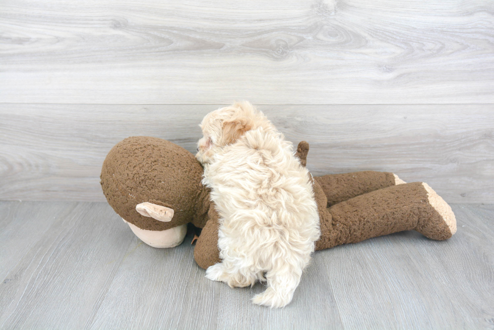 Playful Maltepoo Poodle Mix Puppy