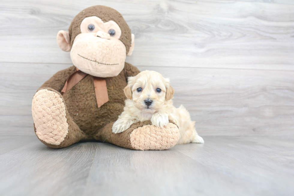 Hypoallergenic Maltese Poodle Poodle Mix Puppy