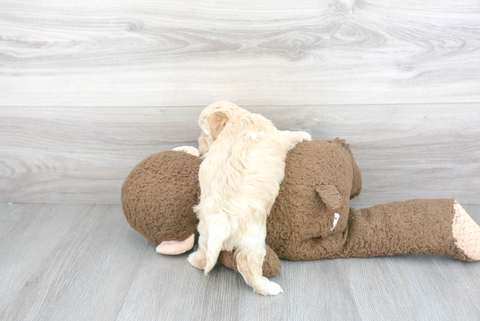 Maltipoo Pup Being Cute