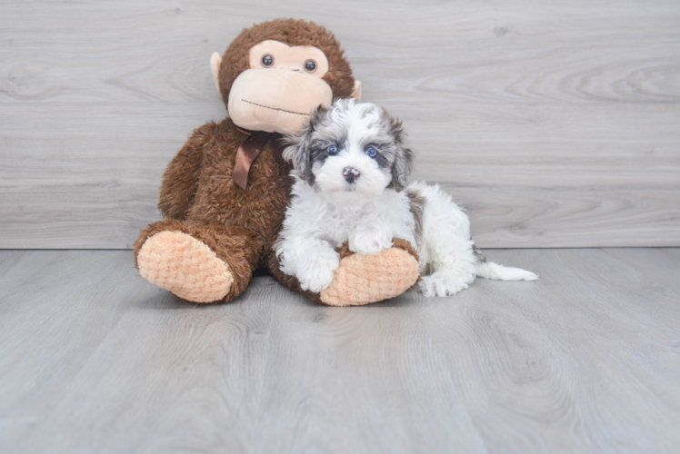 Maltipoo Puppy for Adoption