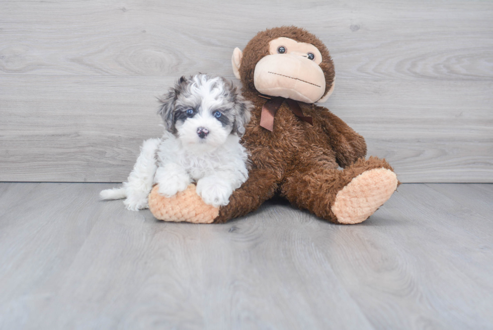 Sweet Maltipoo Baby