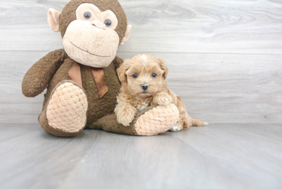 Best Maltipoo Baby