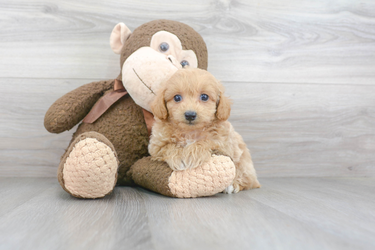 Hypoallergenic Maltese Poodle Poodle Mix Puppy