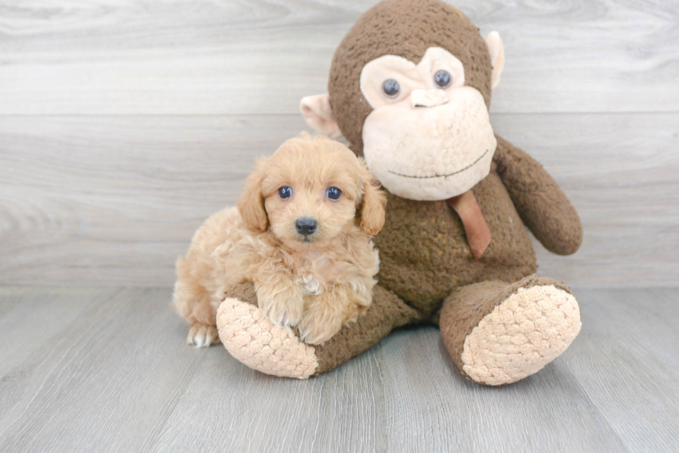 Small Maltipoo Baby