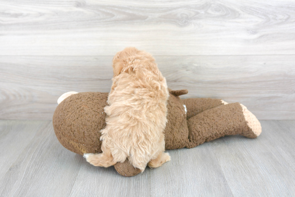 Popular Maltipoo Poodle Mix Pup