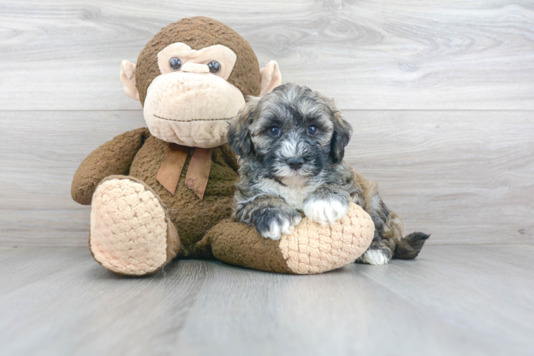 Hypoallergenic Maltese Poodle Poodle Mix Puppy