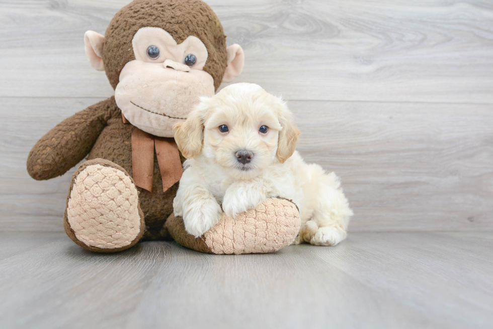 Best Maltipoo Baby