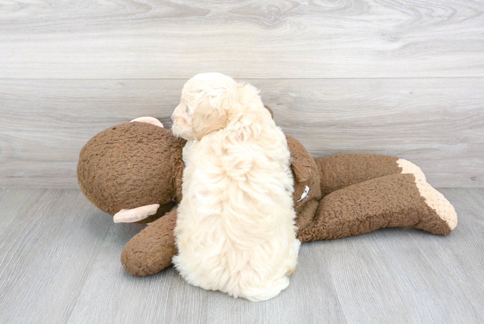 Maltipoo Pup Being Cute