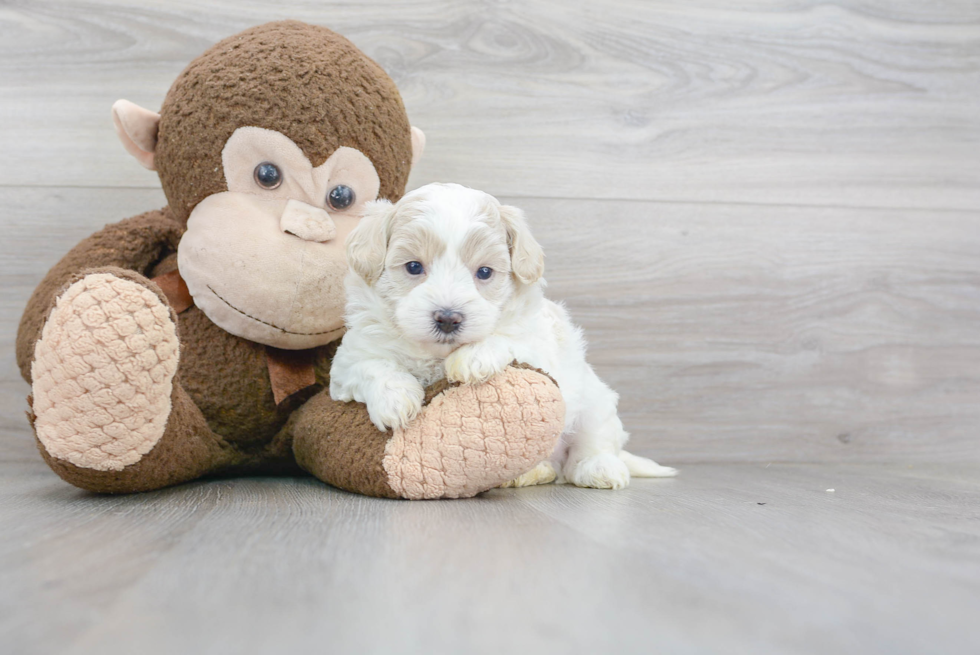Maltipoo Puppy for Adoption