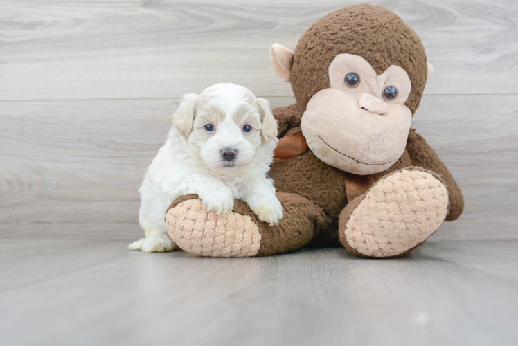 Maltipoo Pup Being Cute