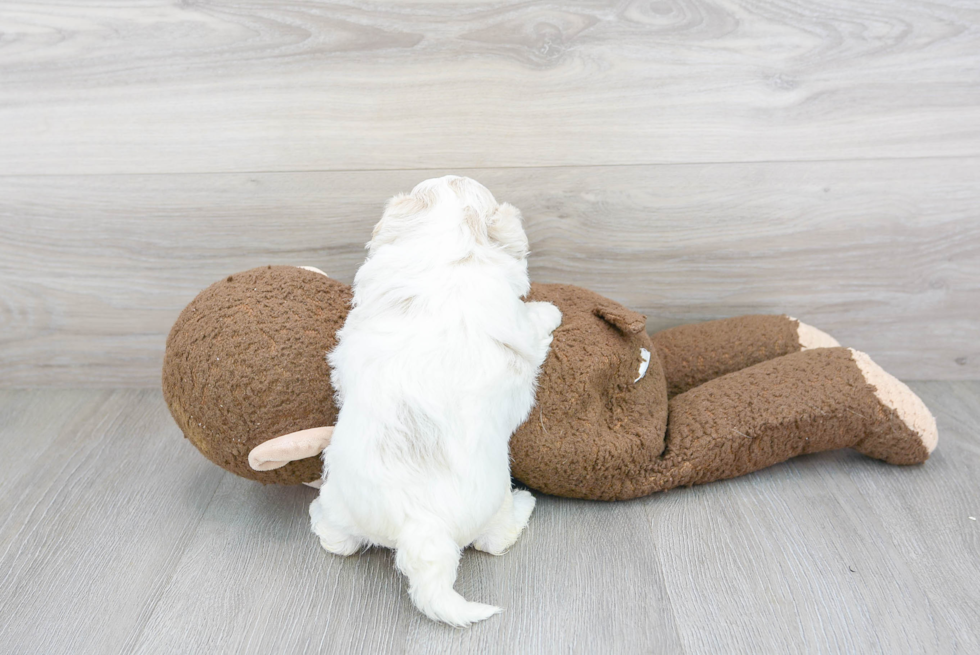 Maltipoo Pup Being Cute