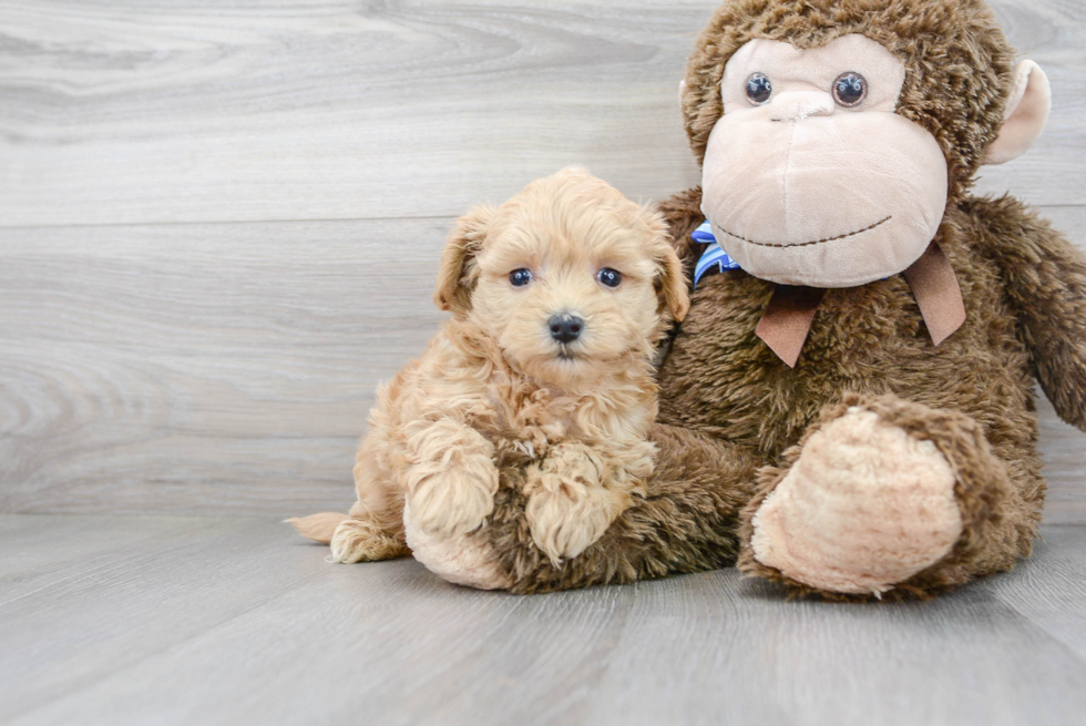 Maltipoo Puppy for Adoption