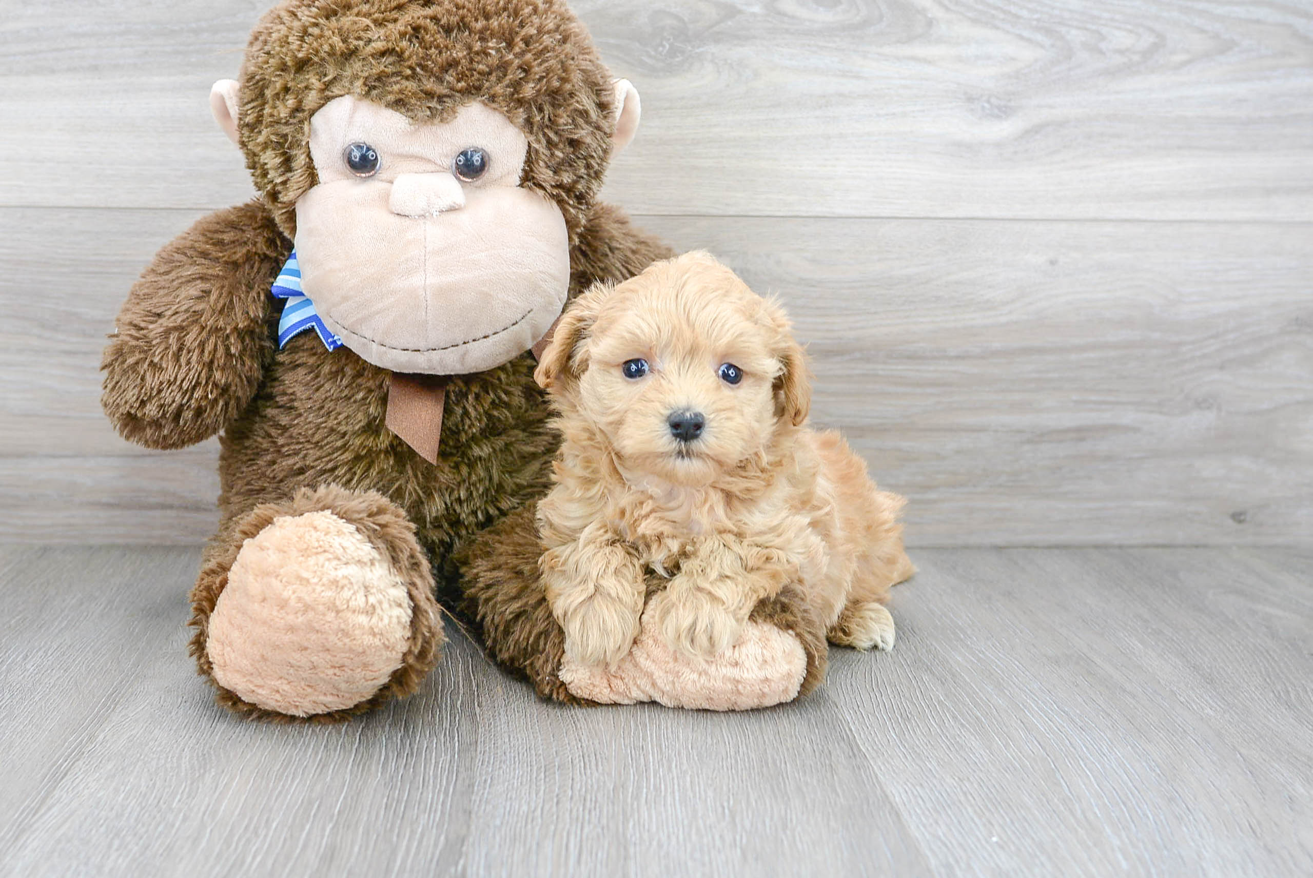 Maltipoo Pup Being Cute