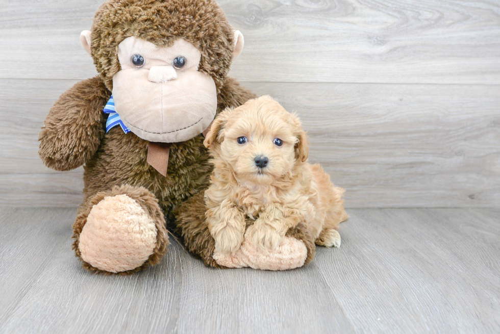 Maltipoo Pup Being Cute