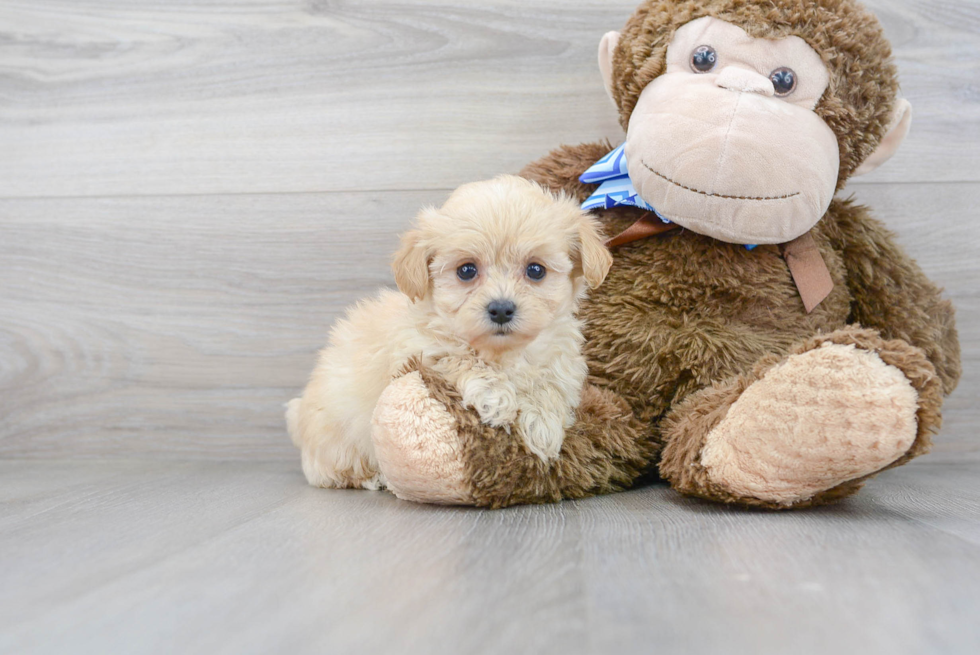 Energetic Maltese Poodle Poodle Mix Puppy