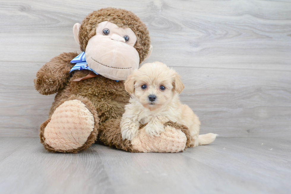 Maltipoo Pup Being Cute