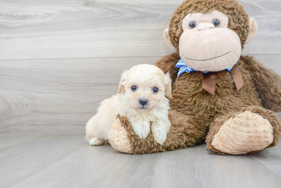 Maltipoo Puppy for Adoption